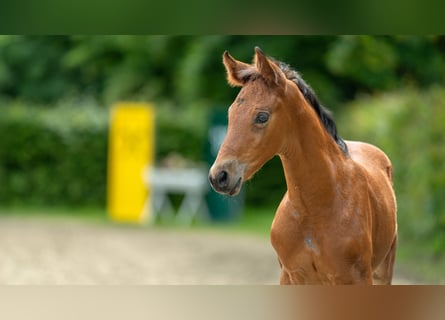 Hanoverian, Mare, Foal (05/2024), Brown