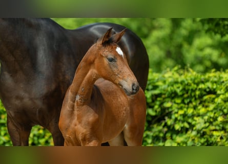 Hanoverian, Mare, Foal (03/2024), Brown