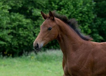Hanoverian, Mare, Foal (03/2024), Brown