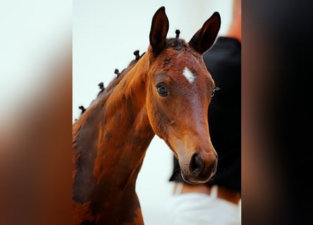Hanoverian, Mare, Foal (03/2026), Brown
