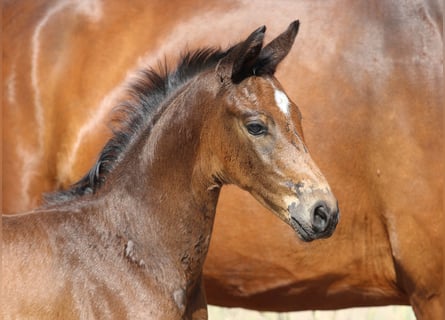 Hanoverian, Mare, Foal (05/2023), Brown