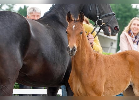 Hanoverian, Mare, , Brown