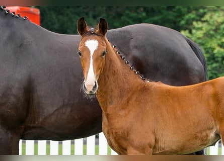 Hanoverian, Mare, , Brown