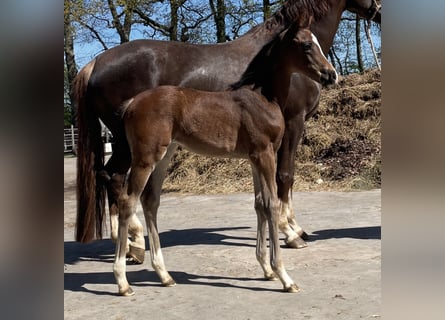 Hanoverian, Mare, , Brown