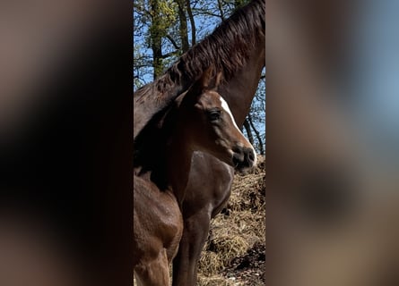 Hanoverian, Mare, , Brown
