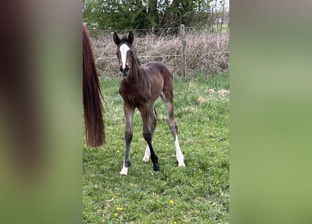 Hanoverian, Mare, , Brown