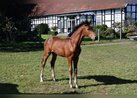 Hanoverian, Mare, Foal (06/2024), Brown