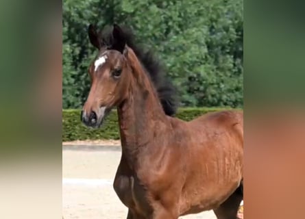 Hanoverian, Mare, , Brown