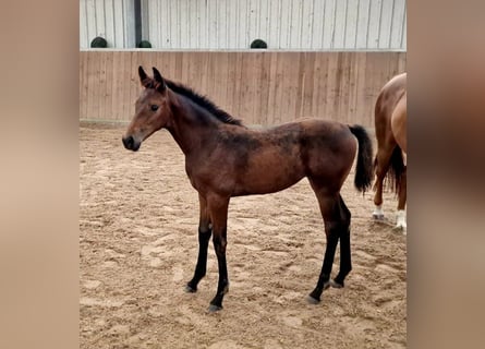 Hanoverian, Mare, , Brown