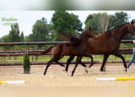 Hanoverian, Mare, Foal (03/2025), Brown