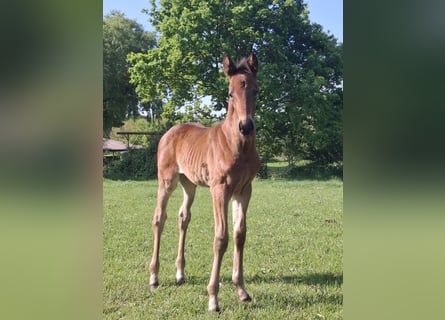 Hanoverian, Mare, , Brown