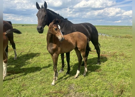 Hanoverian, Mare, Foal (04/2024), Brown