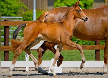 Hanoverian, Mare, , Brown