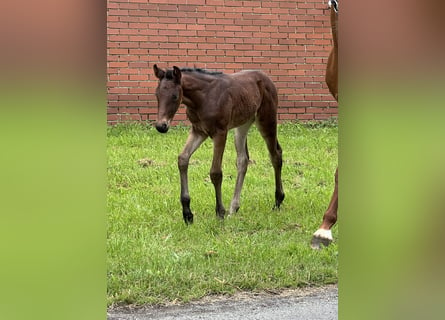 Hanoverian, Mare, Foal (01/2024), Brown