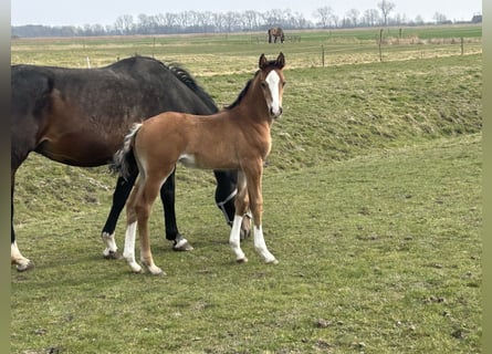 Hanoverian, Mare, , Brown