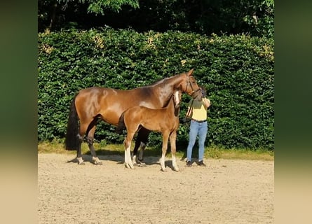 Hanoverian, Mare, Foal (04/2025), Brown