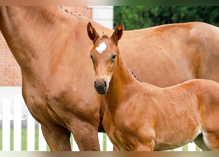 Hanoverian, Mare, , Brown