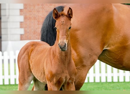 Hanoverian, Mare, , Brown
