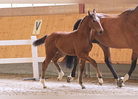 Hanoverian, Mare, Foal (03/2024), Brown