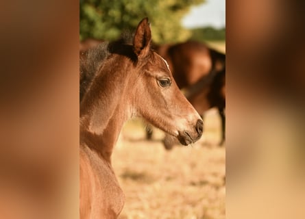 Hanoverian, Mare, Foal (06/2024), Brown