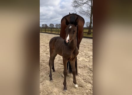 Hanoverian, Mare, , Brown