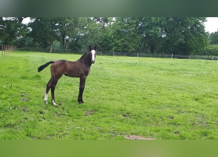 Hanoverian, Mare, Foal (04/2025), Can be white