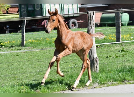 Hanoverian, Mare, , Chestnut