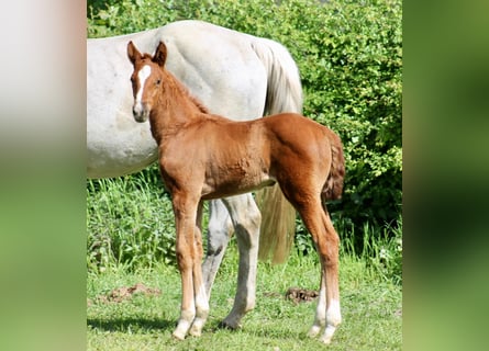 Hanoverian, Mare, Foal (03/2024), Chestnut