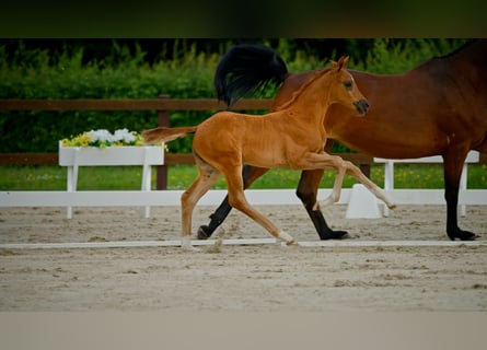 Hanoverian, Mare, , Chestnut