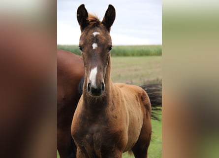 Hanoverian, Mare, Foal (06/2024), Chestnut