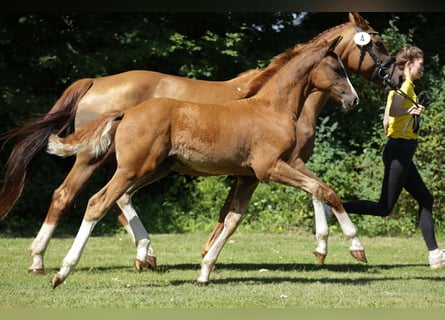 Hanoverian, Mare, Foal (04/2024), Chestnut