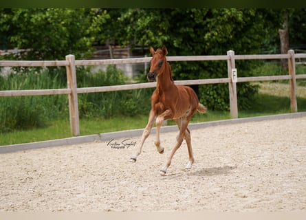 Hanoverian, Mare, Foal (04/2024), Chestnut