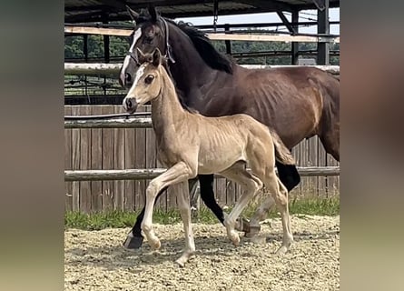 Hanoverian, Mare, Foal (06/2025), Chestnut