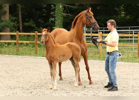 Hanoverian, Mare, Foal (03/2024), Chestnut