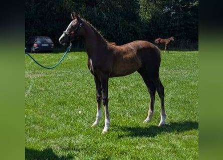 Hanoverian, Mare, Foal (03/2024), Chestnut