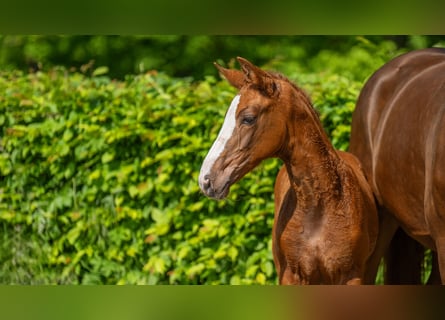 Hanoverian, Mare, Foal (02/2024), Chestnut-Red