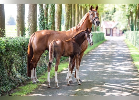 Hanoverian, Mare, Foal (05/2024), Chestnut-Red