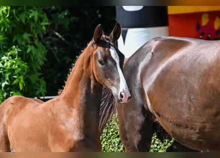 Hanoverian, Mare, , Chestnut-Red