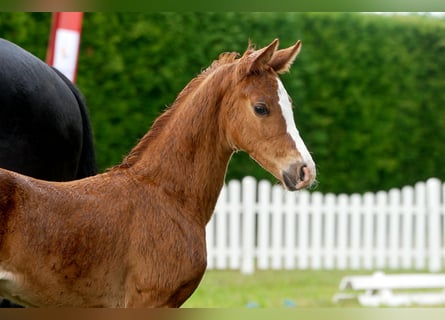 Hanoverian, Mare, , Chestnut-Red