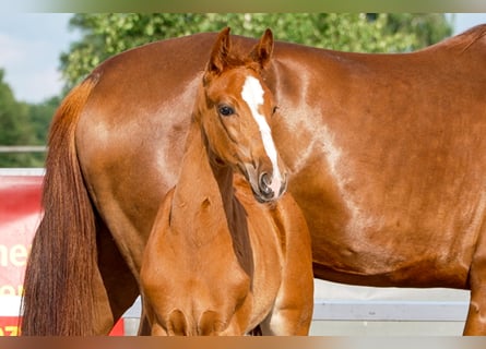 Hanoverian, Mare, , Chestnut-Red