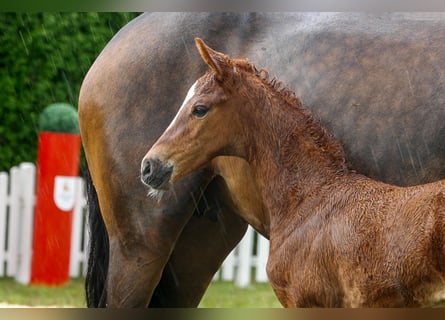Hanoverian, Mare, , Chestnut-Red