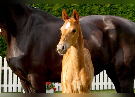 Hanoverian, Mare, , Chestnut-Red
