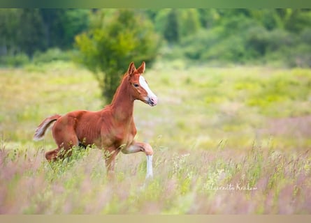 Hanoverian, Mare, Foal (05/2025), Chestnut-Red