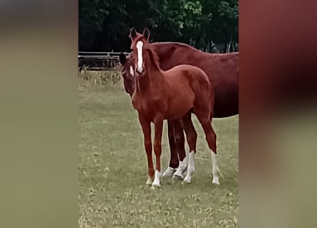Hanoverian, Mare, Foal (05/2025), Chestnut-Red