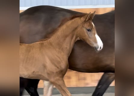 Hanoverian, Mare, , Chestnut-Red