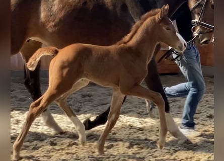 Hanoverian, Mare, , Chestnut-Red