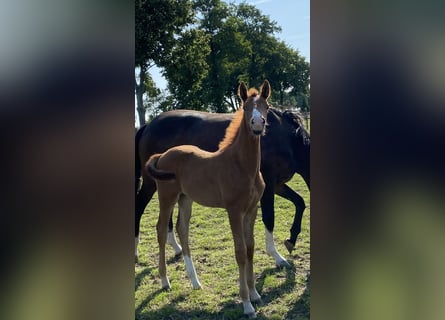 Hanoverian, Mare, , Chestnut-Red