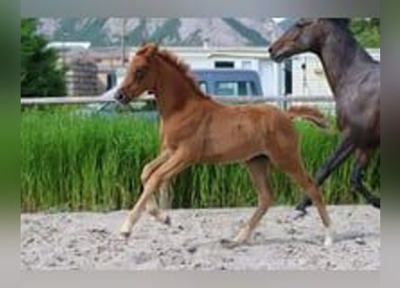 Hanoverian, Mare, Foal (04/2025), Chestnut-Red