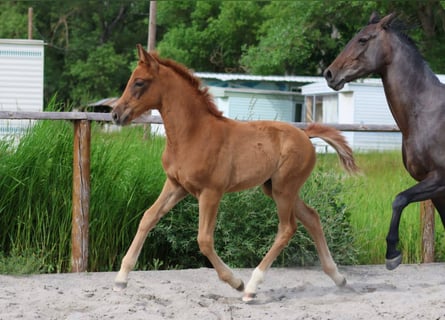 Hanoverian, Mare, Foal (04/2025), Chestnut-Red