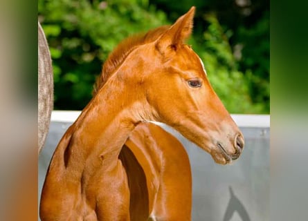 Hanoverian, Mare, , Chestnut-Red